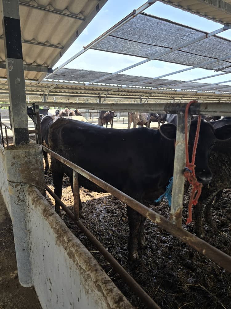 Lembu tenusu baka Friesian-Holstein