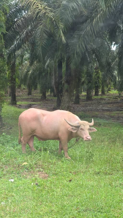 Kerbau pedaging di ladang sawit
