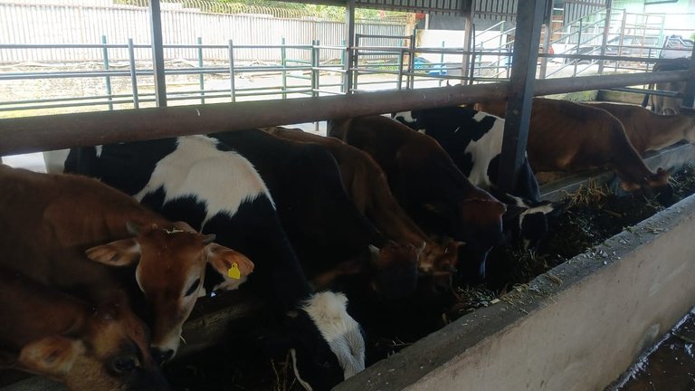 Kandang lembu, ladang sedia ada
