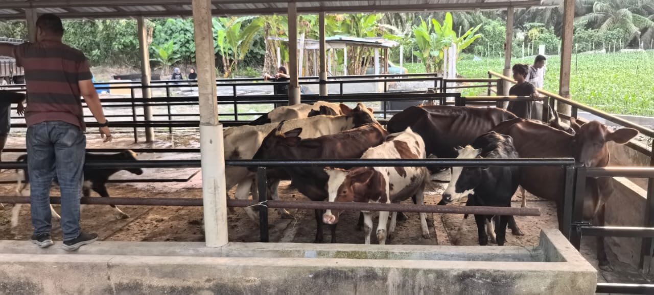 Kandang lembu dan kerbau